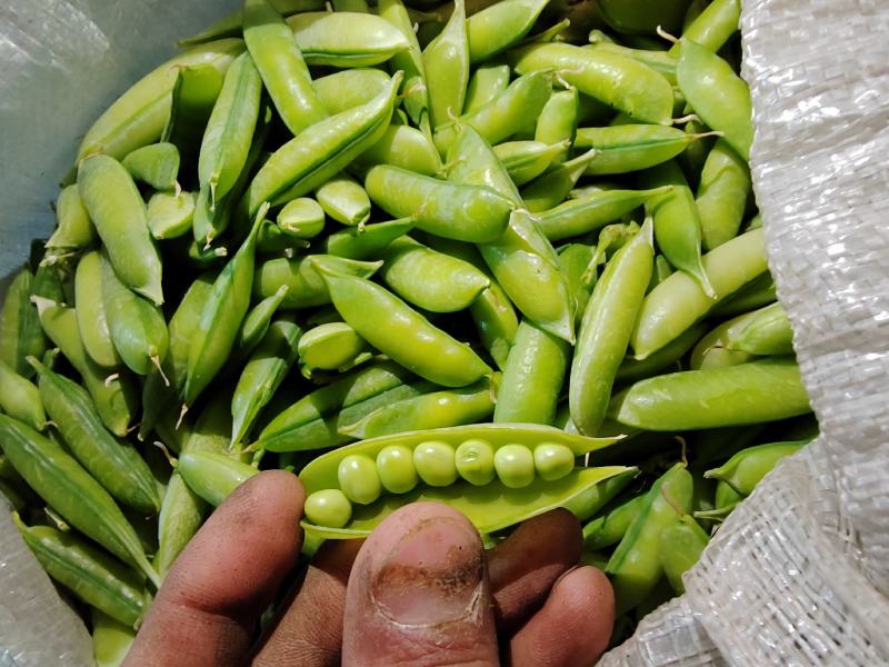 老品种豌豆、白豌豆、麻豌豆，中豌，