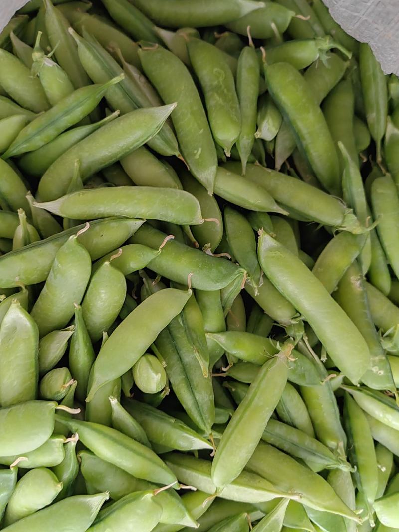 老品种豌豆、白豌豆、麻豌豆，中豌，