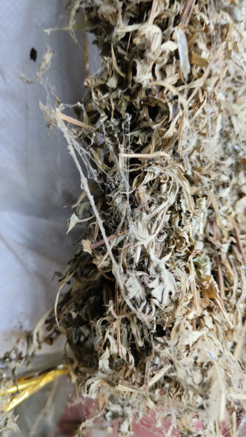 产地直销小艾叶，艾叶，大量出销中，欢迎预定，一手货源，
