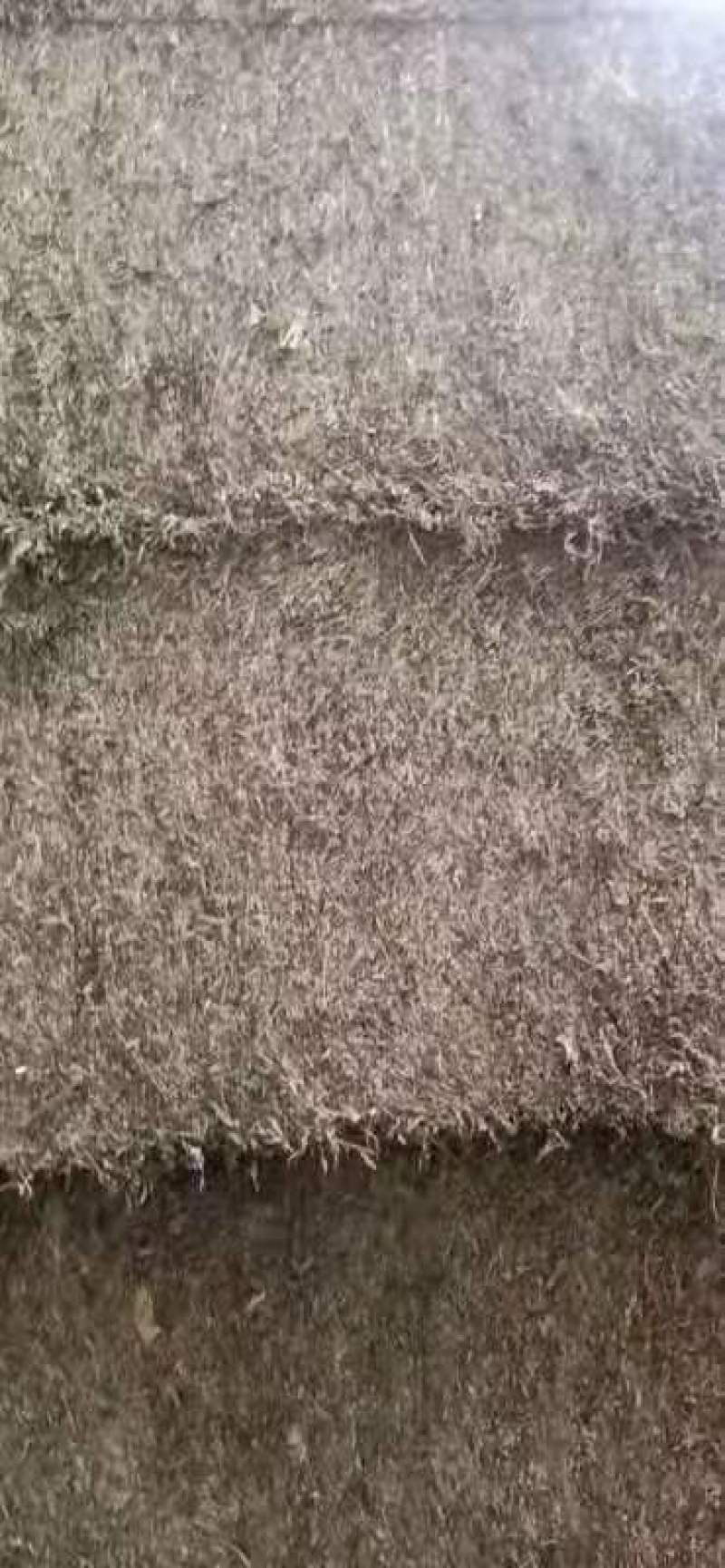 产地直销小艾叶，艾叶，大量出销中，欢迎预定，一手货源，