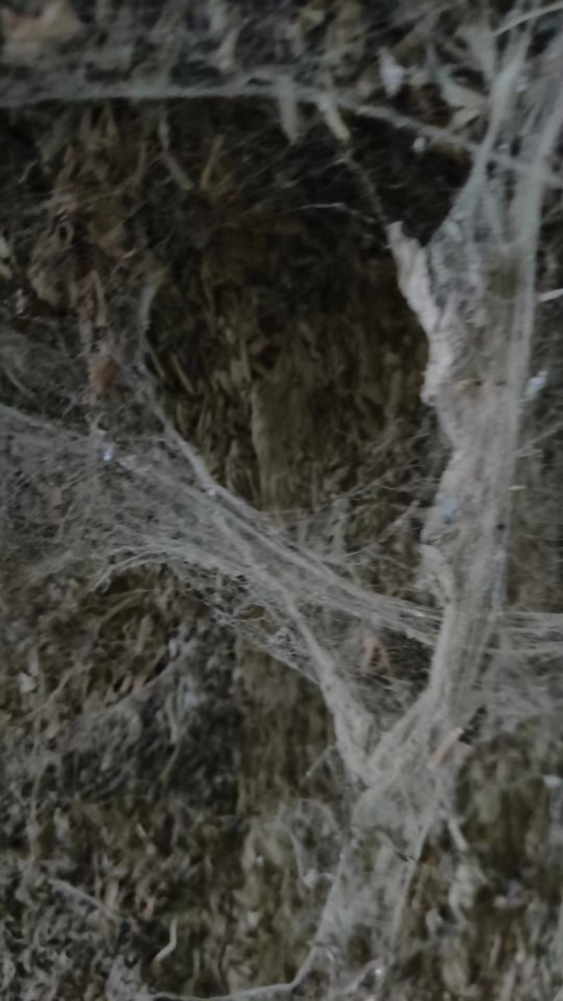 产地直销小艾叶，艾叶，大量出销中，欢迎预定，一手货源，