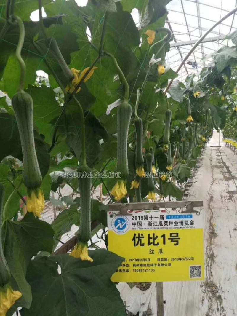 鼎牌优比1号丝瓜种子连续坐瓜特强清香味甜香丝瓜种籽特早熟