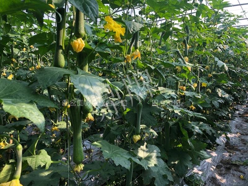 鼎牌优比1号丝瓜种子连续坐瓜特强清香味甜香丝瓜种籽特早熟