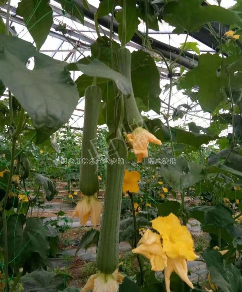 鼎牌优比1号丝瓜种子连续坐瓜特强清香味甜香丝瓜种籽特早熟