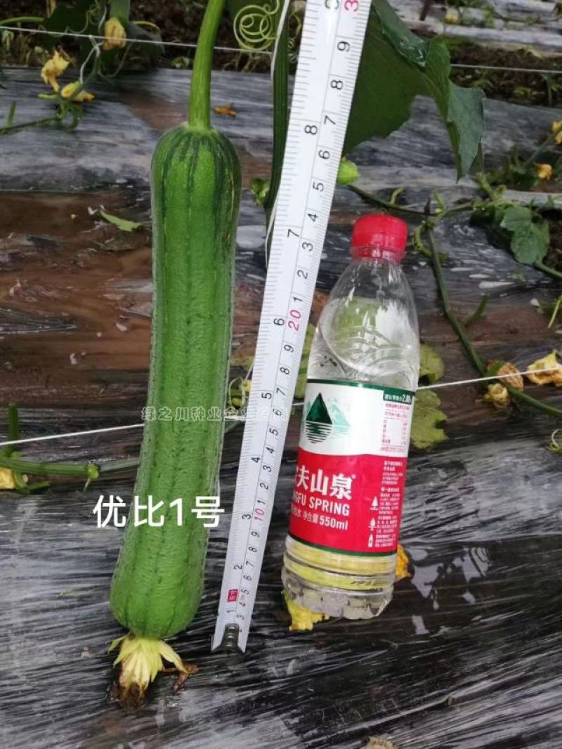 鼎牌优比1号丝瓜种子连续坐瓜特强清香味甜香丝瓜种籽特早熟