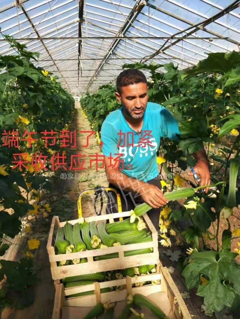 鼎牌优比1号丝瓜种子连续坐瓜特强清香味甜香丝瓜种籽特早熟