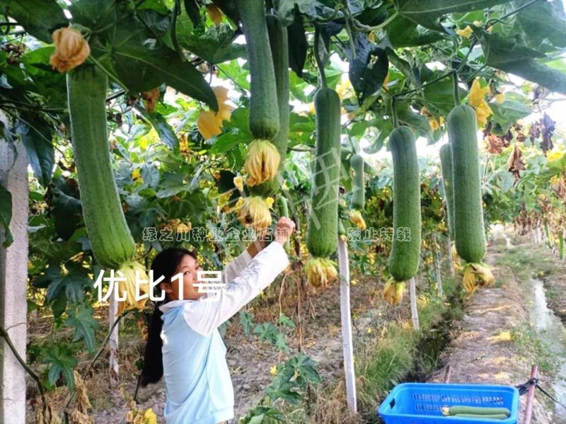 鼎牌优比1号丝瓜种子连续坐瓜特强清香味甜香丝瓜种籽特早熟