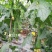 鼎牌优比1号丝瓜种子连续坐瓜特强清香味甜香丝瓜种籽特早熟