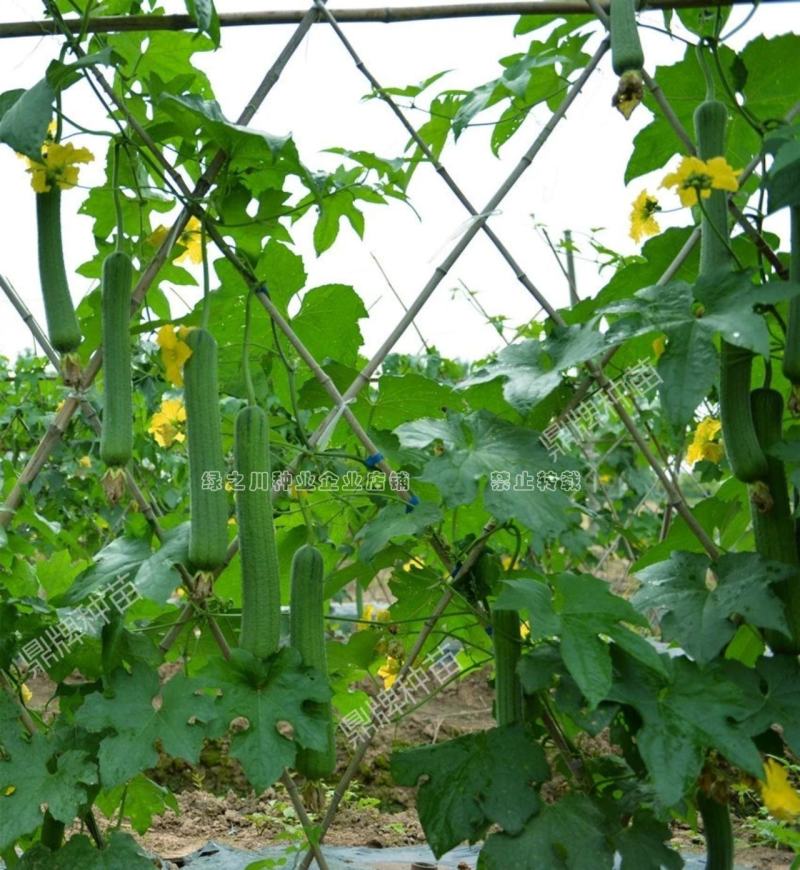 鼎牌优比1号丝瓜种子连续坐瓜特强清香味甜香丝瓜种籽特早熟