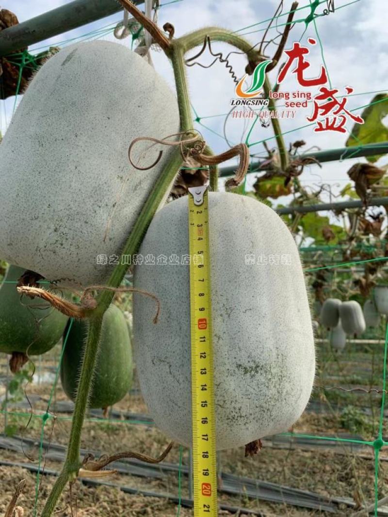 龙盛迷你小冬瓜种子杂交一代品种口感清香，嫩瓜老瓜两用