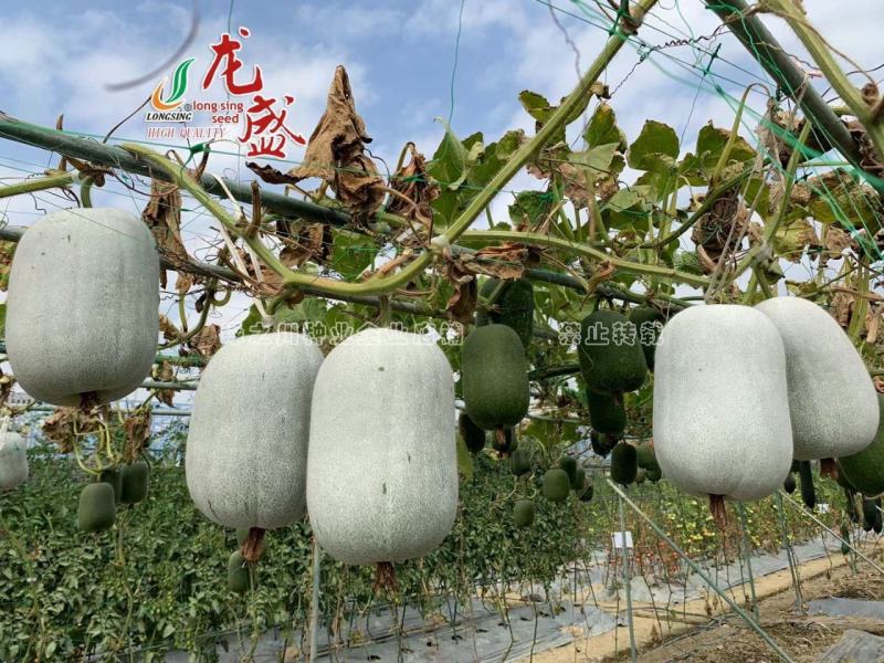 龙盛迷你小冬瓜种子杂交一代品种口感清香，嫩瓜老瓜两用