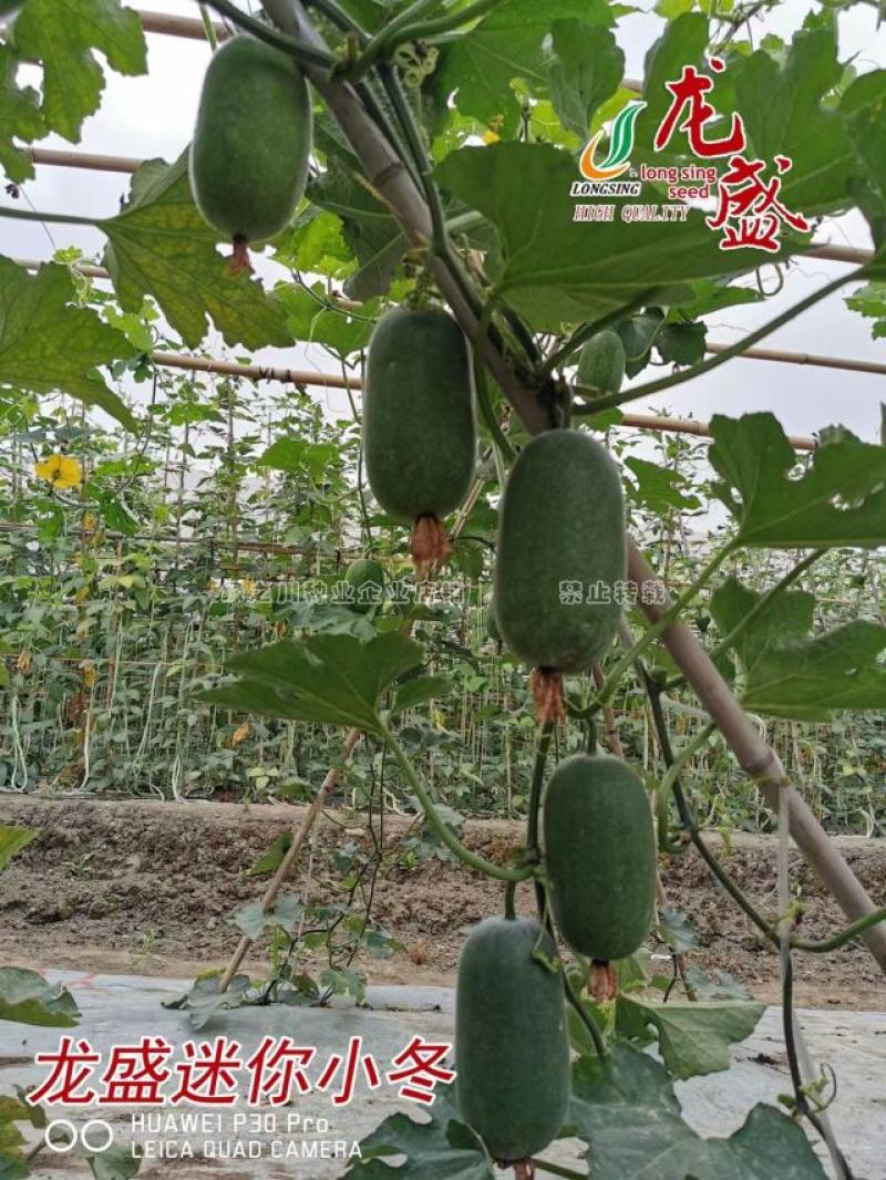 龙盛迷你小冬瓜种子杂交一代品种口感清香，嫩瓜老瓜两用