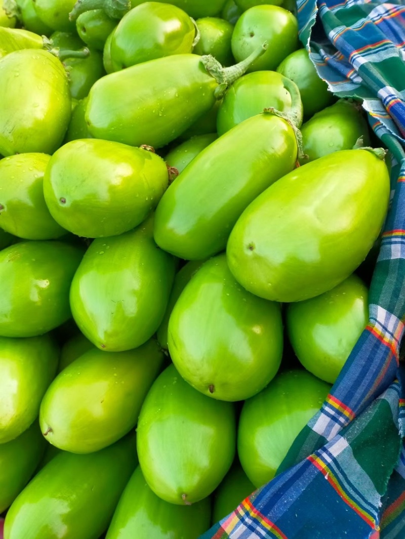 【青茄子】新野精品青茄子，现摘现发质量保证价格便宜。。。
