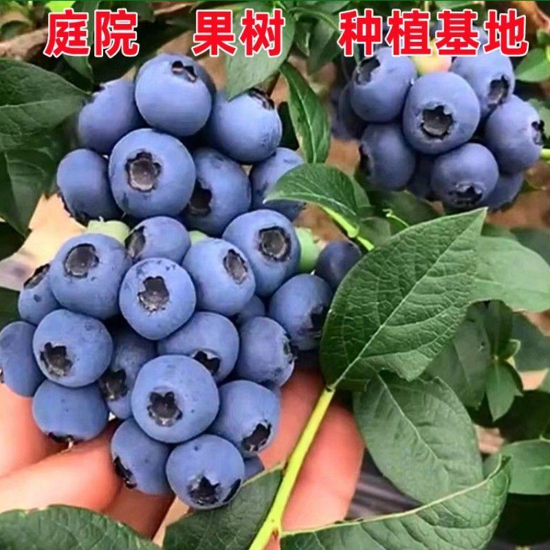 蓝莓苗薄雾蓝莓盆景蓝莓树苗南北方盆栽地栽微土球发货