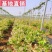蓝莓苗薄雾蓝莓盆景蓝莓树苗南北方盆栽地栽微土球发货
