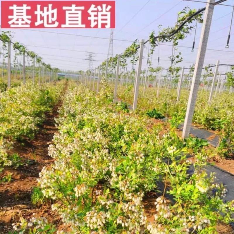 蓝莓苗薄雾蓝莓盆景蓝莓树苗南北方盆栽地栽微土球发货
