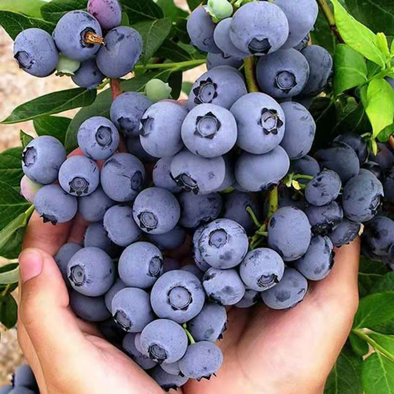 蓝莓苗薄雾蓝莓盆景蓝莓树苗南北方盆栽地栽微土球发货