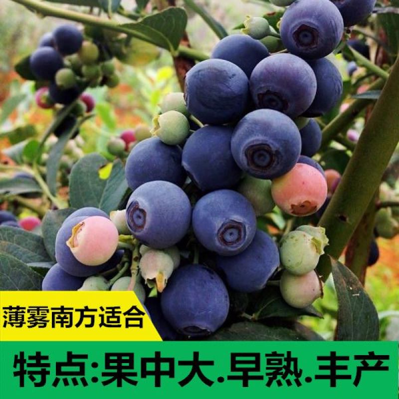 蓝莓苗薄雾蓝莓盆景蓝莓树苗南北方盆栽地栽微土球发货