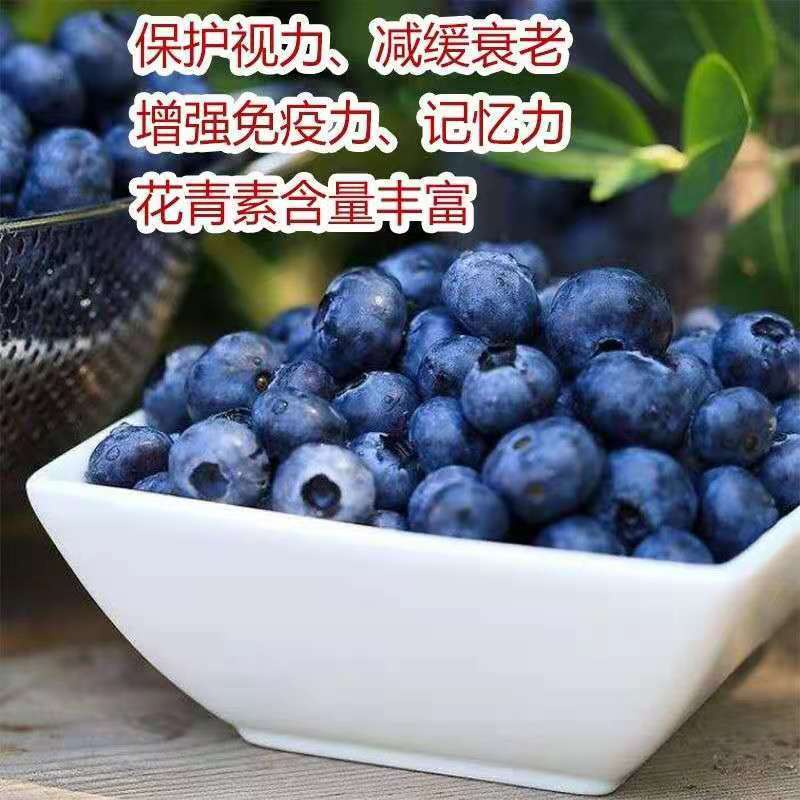 蓝莓苗薄雾蓝莓盆景蓝莓树苗南北方盆栽地栽微土球发货