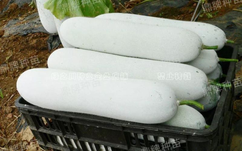 鼎牌排骨香1号冬瓜种子炖排骨专用冬瓜种籽粉皮白皮冬瓜种子