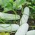 鼎牌排骨香1号冬瓜种子炖排骨专用冬瓜种籽粉皮白皮冬瓜种子