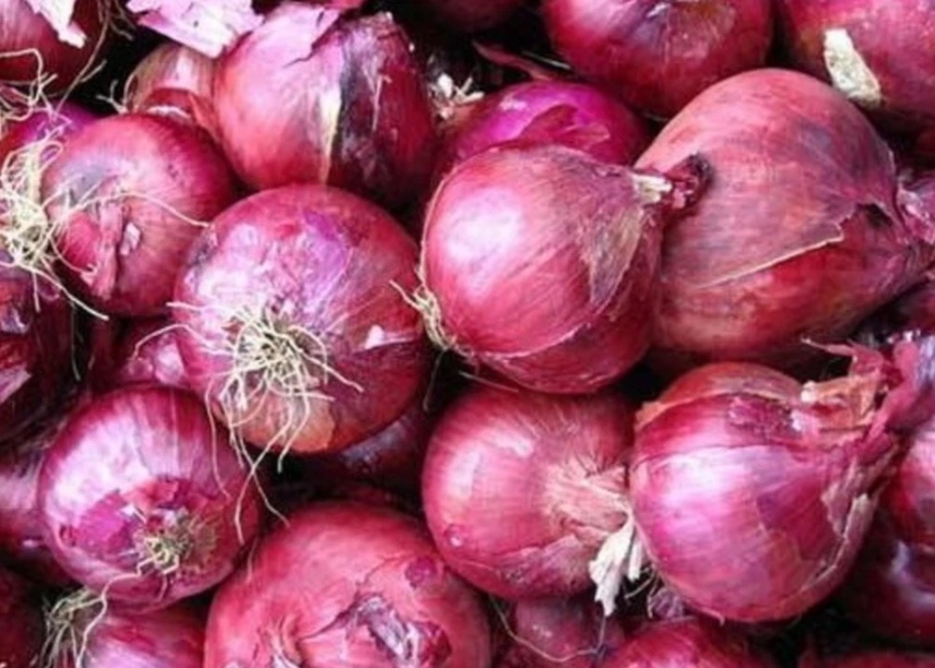 紫皮红葱头实物图