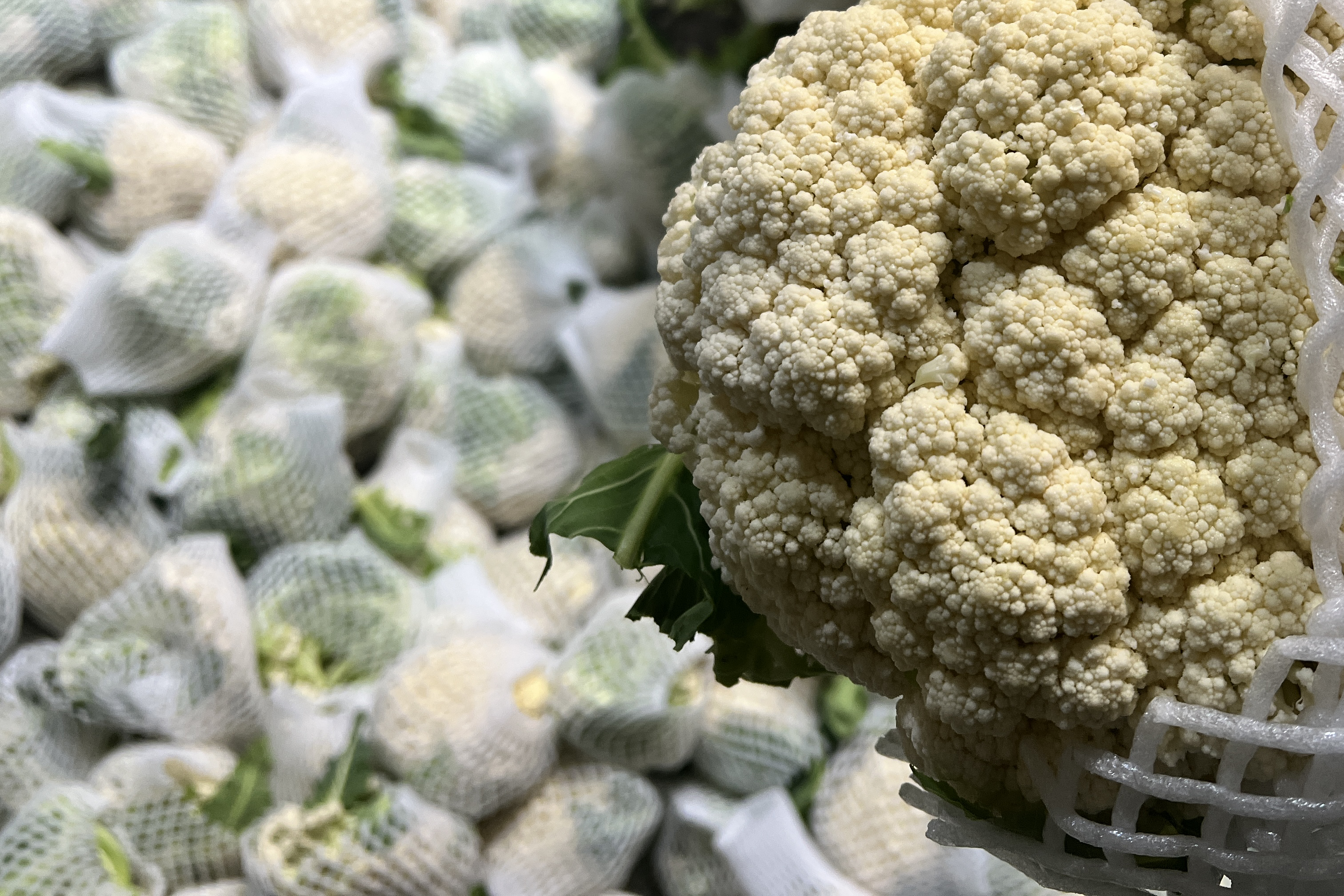 白花菜花在不同文化中的烹饪展示