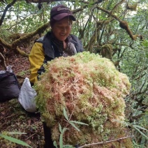 水苔，苔藓，