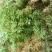 水苔，苔藓，