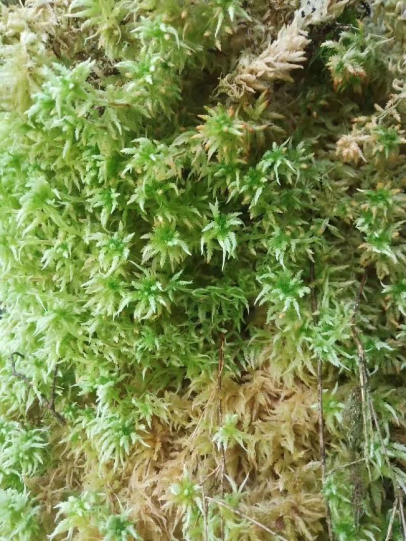 水苔，苔藓，
