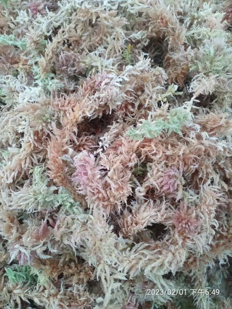 水苔，苔藓，