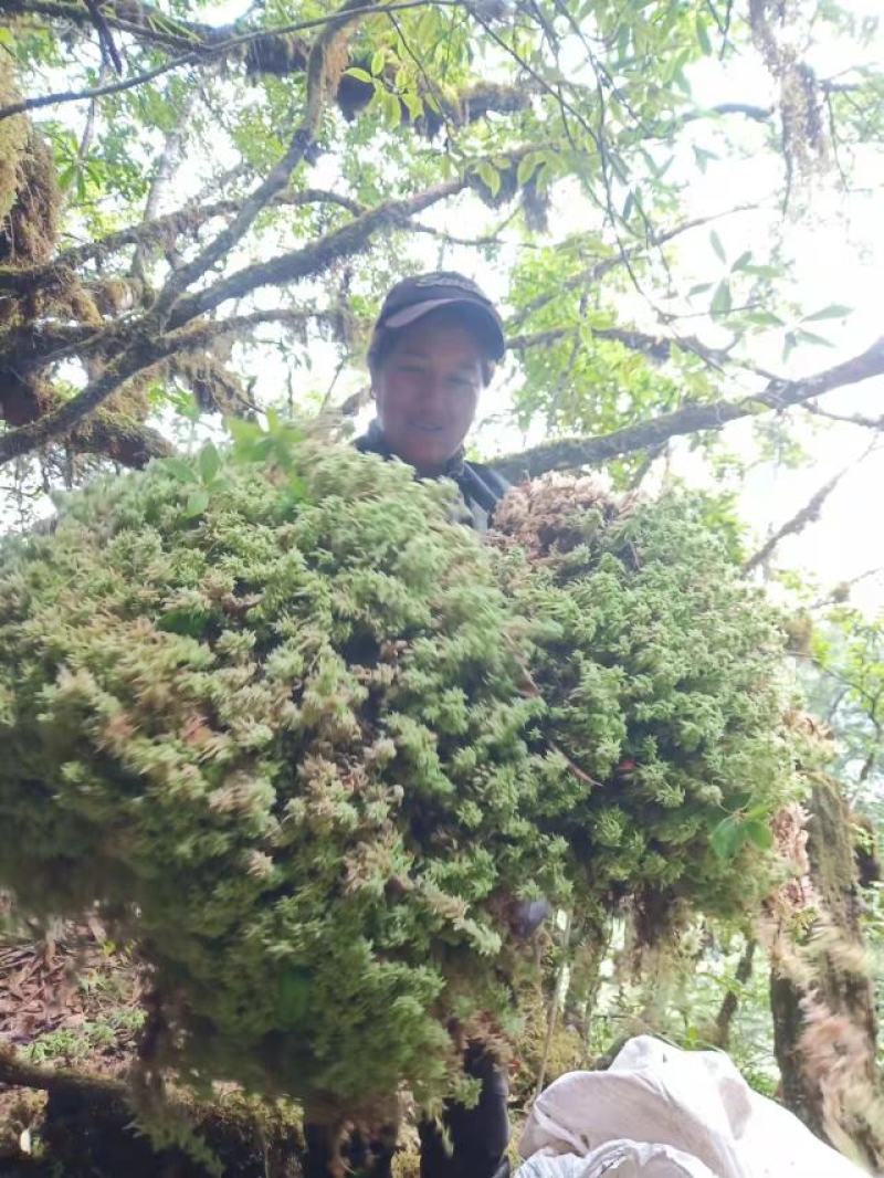 水苔，苔藓，