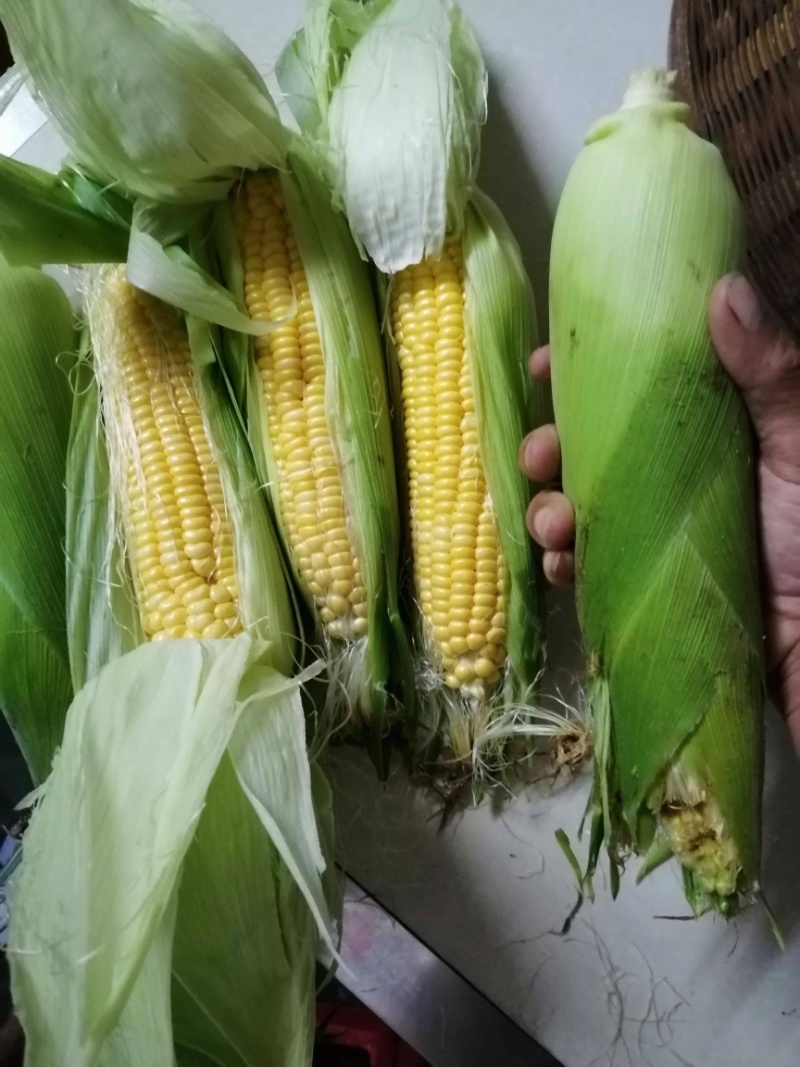【甜玉米】精品甜玉米大量上市中，批发商，批发市场发货中