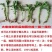红色高钙菜养心菜，救心菜，基地直供，品质保障欢迎来电洽谈