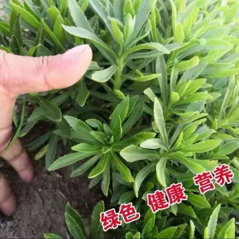 红色高钙菜养心菜，救心菜，基地直供，品质保障欢迎来电洽谈