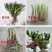 红色高钙菜养心菜，救心菜，基地直供，品质保障欢迎来电洽谈