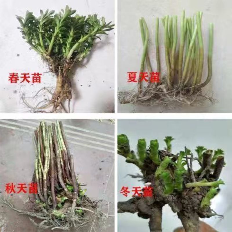 红色高钙菜养心菜，救心菜，基地直供，品质保障欢迎来电洽谈