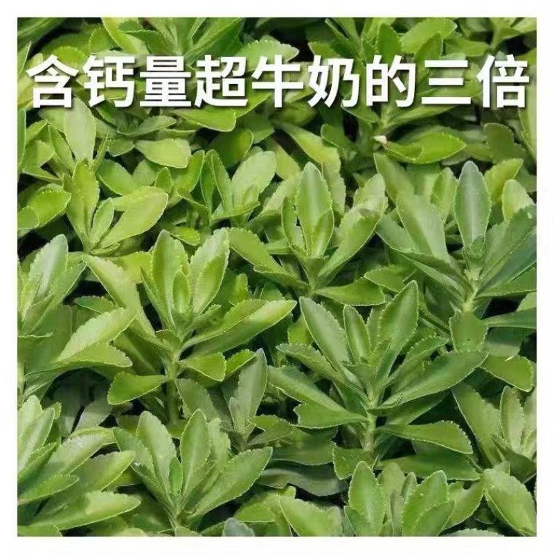 红色高钙菜养心菜，救心菜，基地直供，品质保障欢迎来电洽谈