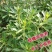 红色高钙菜养心菜，救心菜，基地直供，品质保障欢迎来电洽谈
