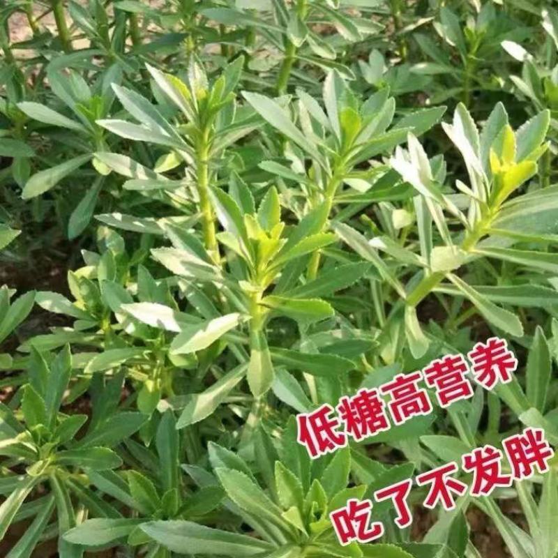 红色高钙菜养心菜，救心菜，基地直供，品质保障欢迎来电洽谈