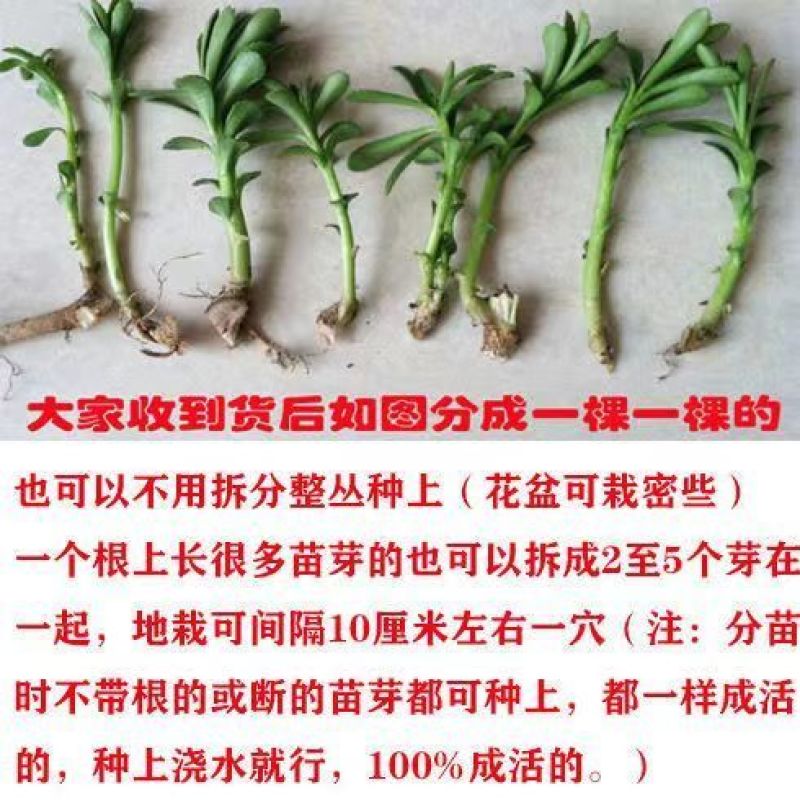 红色高钙菜养心菜，救心菜，基地直供，品质保障欢迎来电洽谈
