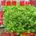 红色高钙菜养心菜，救心菜，基地直供，品质保障欢迎来电洽谈