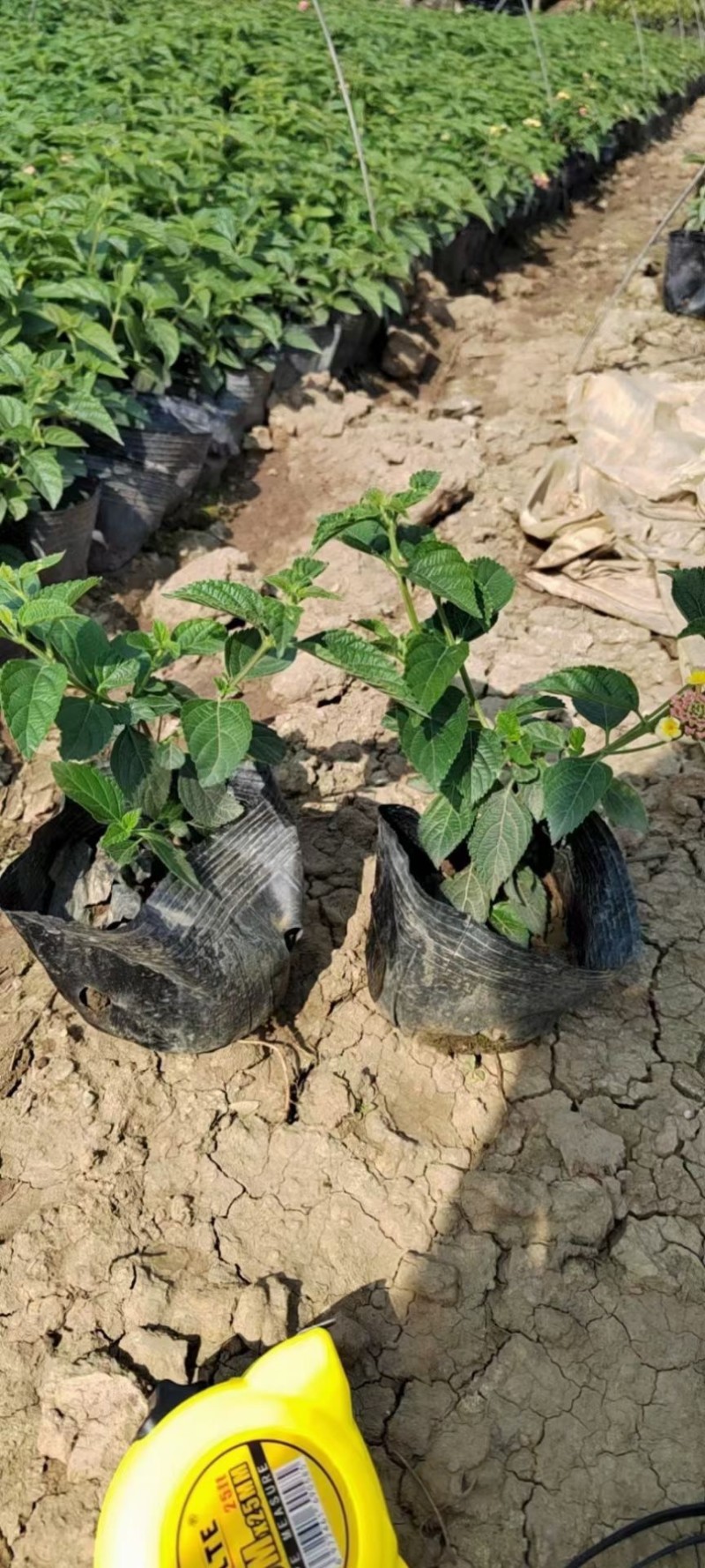 五色梅各种规格基地大量现货供应，欢迎各位客户咨询