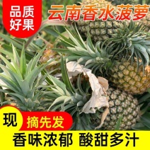 徐闻香水菠萝新鲜水果整箱菠萝爆非凤梨手撕菠萝批发一件代发