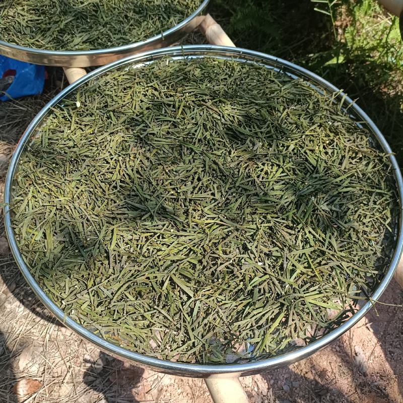 螃蟹脚寄生，枫树螃蟹脚寄生，枫木寄生，枫香树寄生，枫
