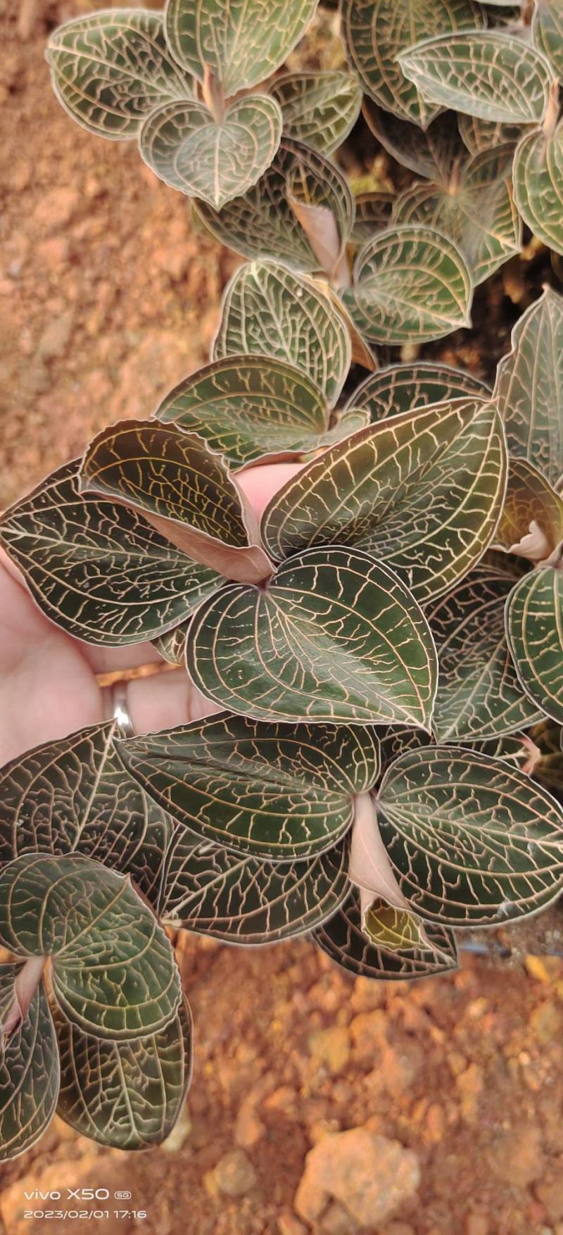大棚种植金线莲，可常年供货，现摘现发保证新鲜