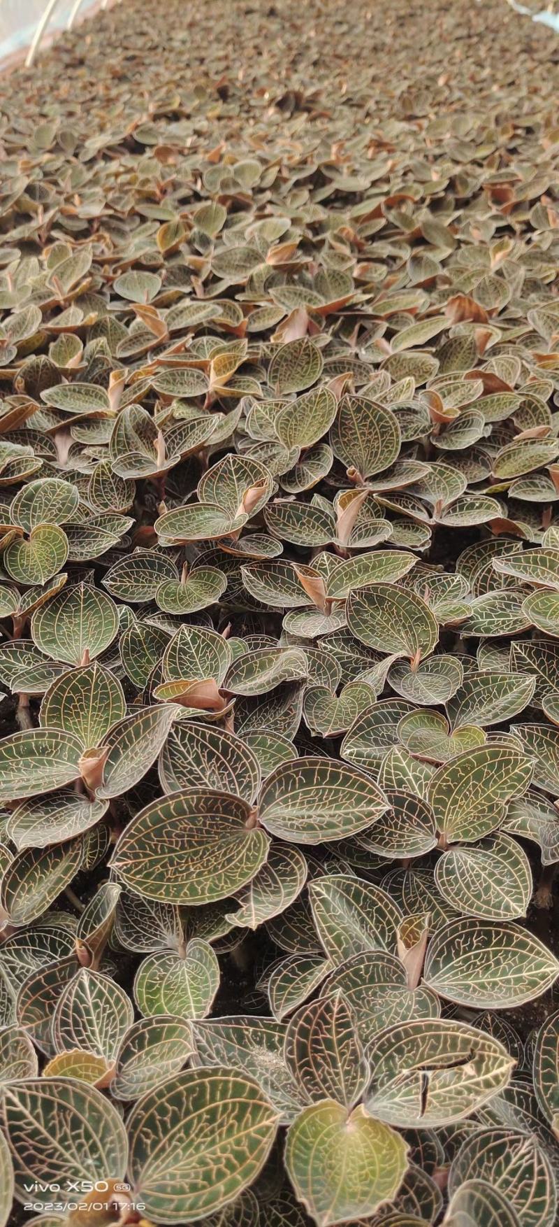 大棚种植金线莲，可常年供货，现摘现发保证新鲜