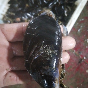海虹