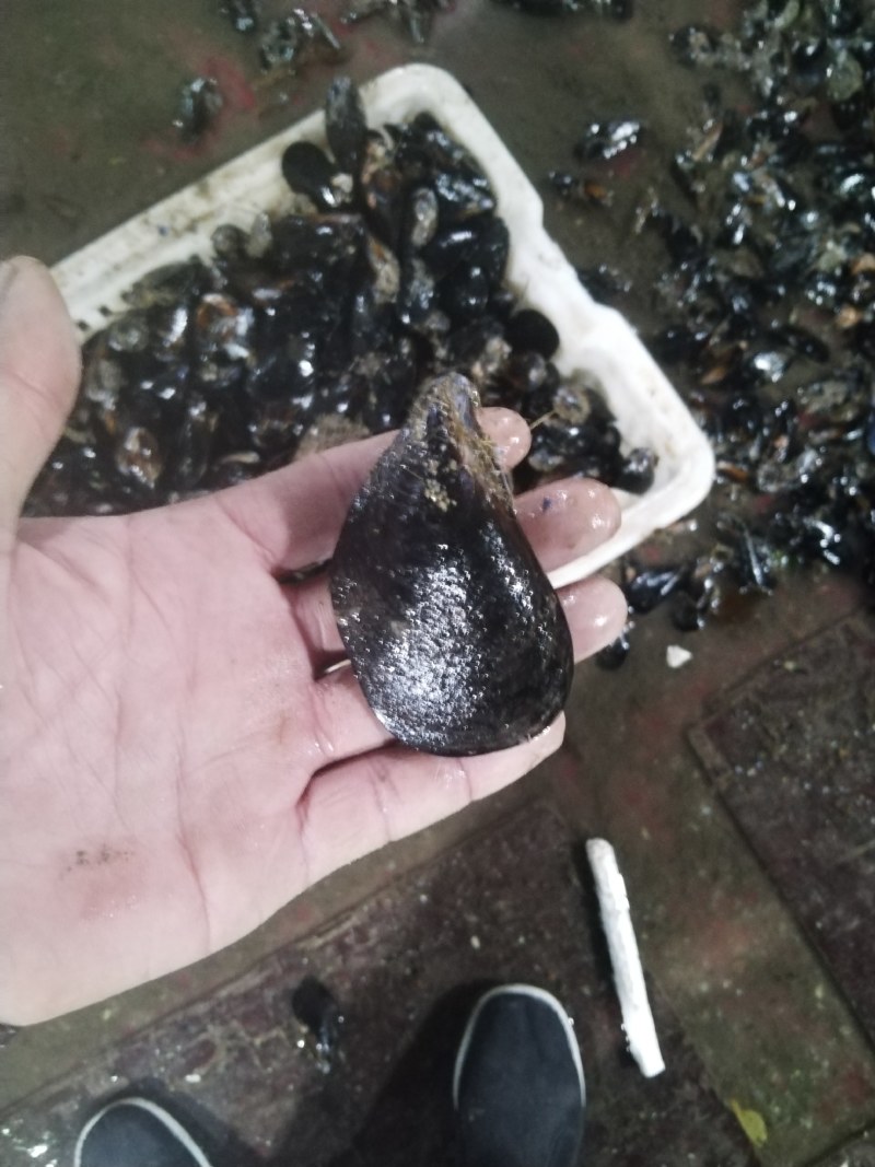 海虹