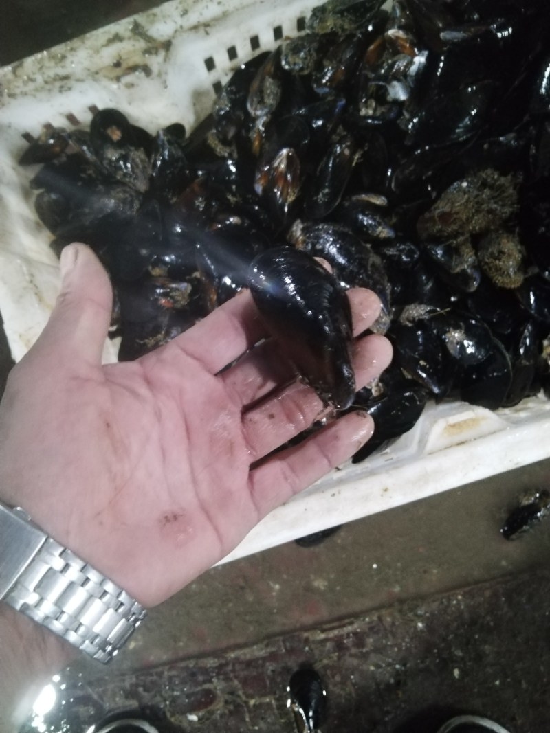 海虹